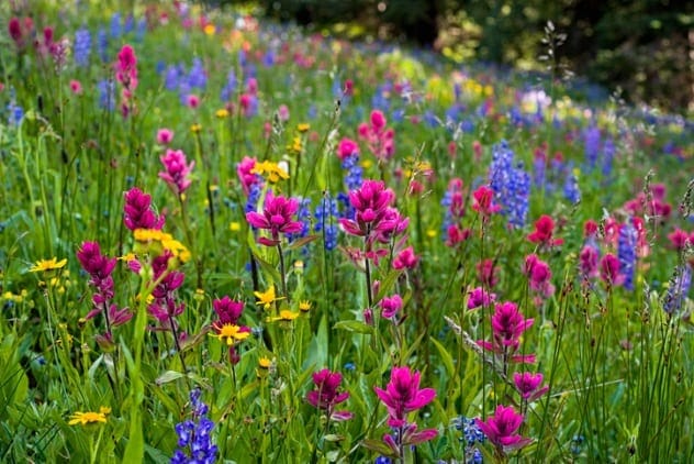 A field of colorful wildflowers