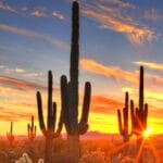 10 Shocking Cases of Wild Plant Theft Around the World