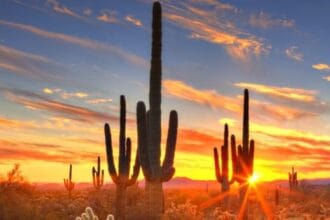 10 Shocking Cases of Wild Plant Theft Around the World