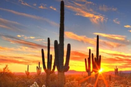 10 Shocking Cases of Wild Plant Theft Around the World