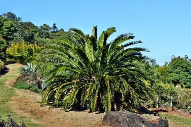 A group of cycads in a botanical garden