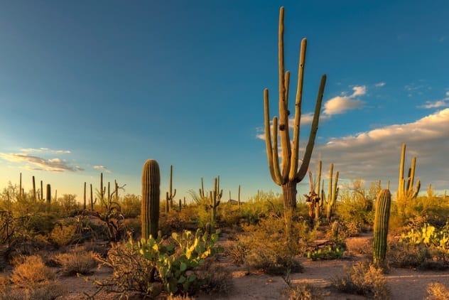 A towering saguaro cactus in the Arizona desert