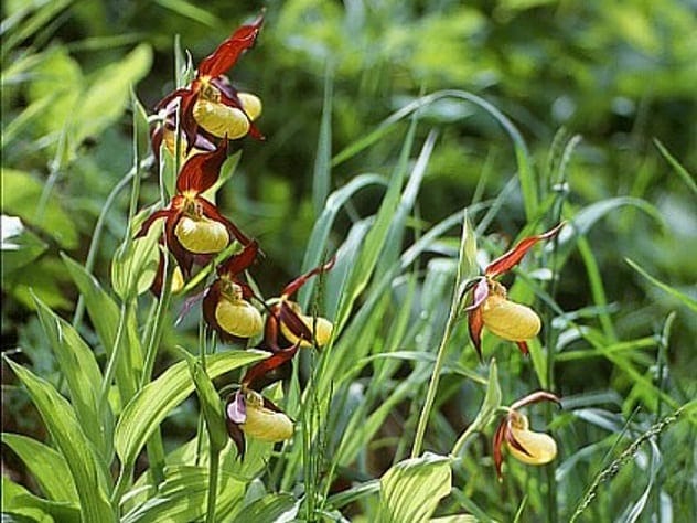 Lady’s slipper orchid