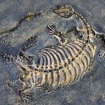 10 Amazing Fossil Finds That Happened Totally By Accident!