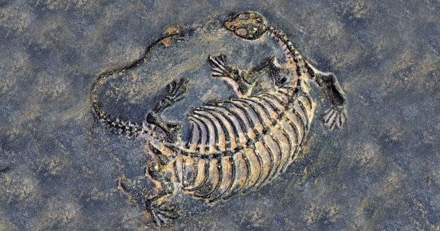 10 Amazing Fossil Finds That Happened Totally By Accident!