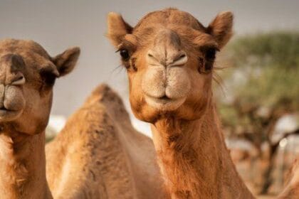 Apocalypse Survivors: 10 Animals Built to Last