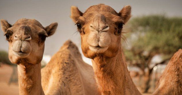 Apocalypse Survivors: 10 Animals Built to Last