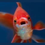 10 Ridiculous Food Fads: What Were We Thinking?