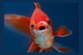 10 Ridiculous Food Fads: What Were We Thinking?