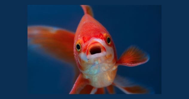 10 Ridiculous Food Fads: What Were We Thinking?