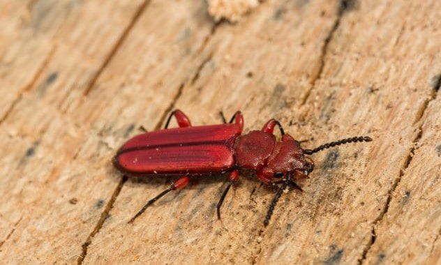 Red Flat Bark Beetle