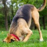 Doggy Digs: 10 Amazing Archaeological Finds by Dogs