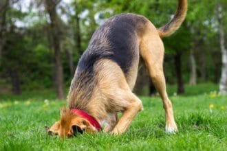 Doggy Digs: 10 Amazing Archaeological Finds by Dogs