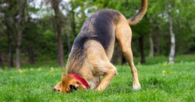 Doggy Digs: 10 Amazing Archaeological Finds by Dogs