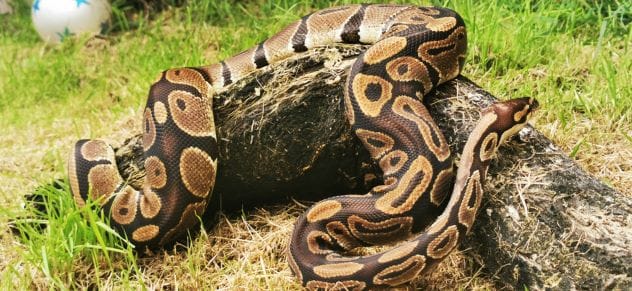 Slippery Snakes