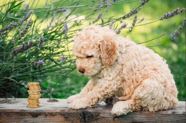 A pile of gold coins.