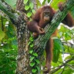 10 Predators That Hunt the Deadliest Prey