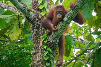 10 Predators That Hunt the Deadliest Prey