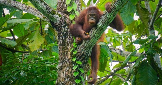 10 Predators That Hunt the Deadliest Prey