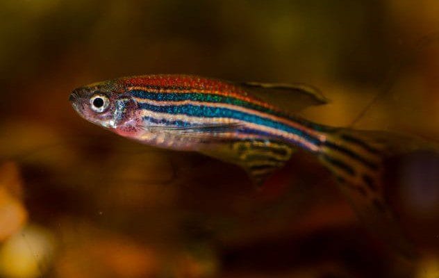 Zebrafish in a virtual reality experiment