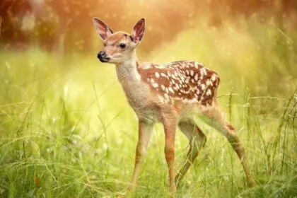 Killer Kids: 10 Terrifying Children's Character Adaptations