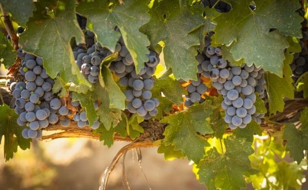 People squeezing grapes in an ancient setting.
