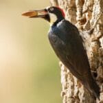 Home Surprise: 10 Startling Hidden Home Discoveries