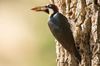 Home Surprise: 10 Startling Hidden Home Discoveries