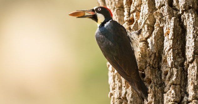 Home Surprise: 10 Startling Hidden Home Discoveries