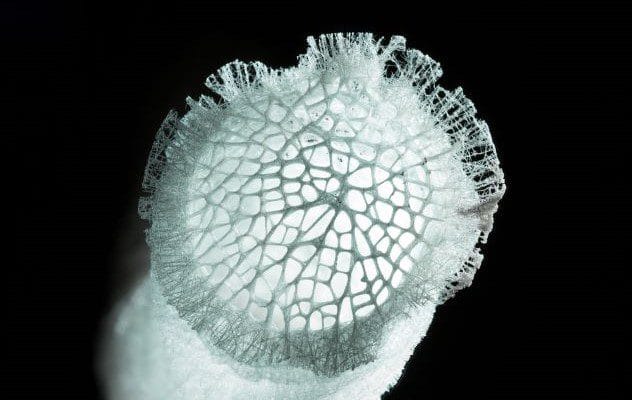 Antarctic Glass Sponge