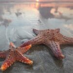 Weird Guts: 10 Animals With Unique Digestive Systems