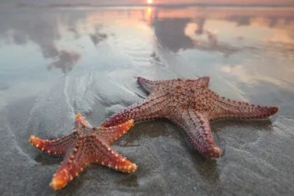 Weird Guts: 10 Animals With Unique Digestive Systems
