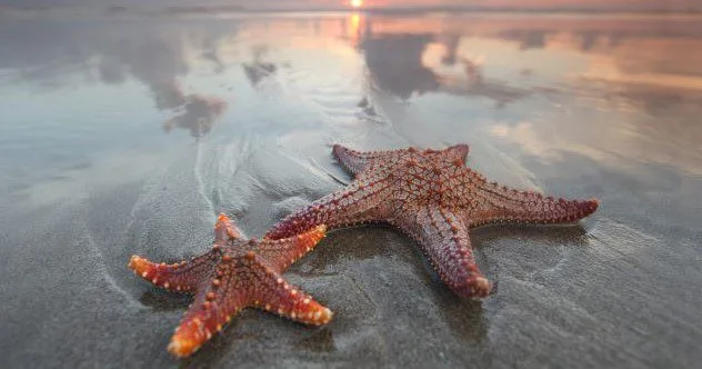 Weird Guts: 10 Animals With Unique Digestive Systems