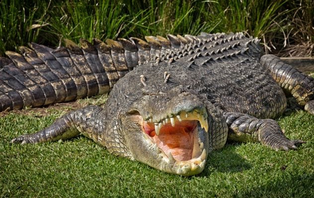 Chilled Crocodiles