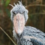 10 Animals Thriving on… Waste?! (You Won't Believe It!)