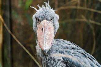 10 Animals Thriving on… Waste?! (You Won't Believe It!)