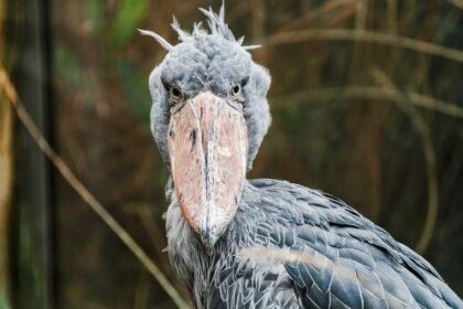 10 Animals Thriving on… Waste?! (You Won't Believe It!)