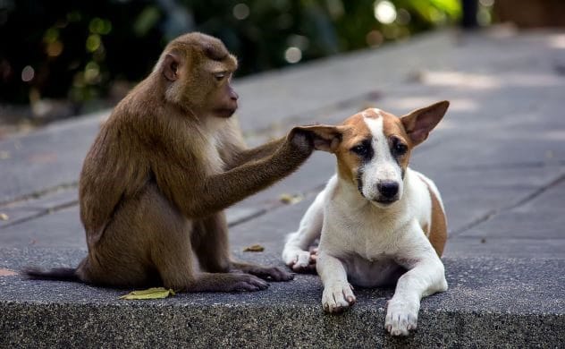 A group of children and a monkey