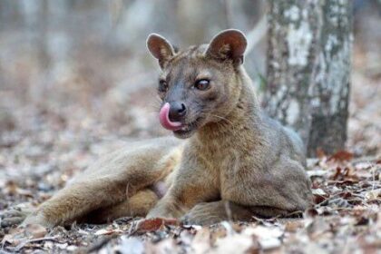 10 Amazing Animal Environmental Adaptations