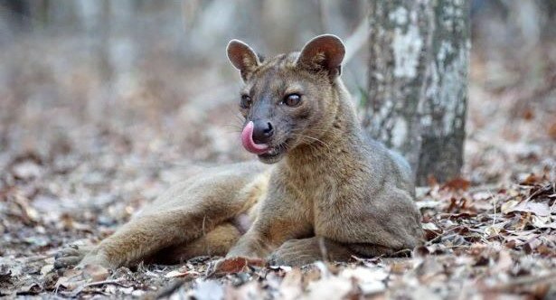 10 Amazing Animal Environmental Adaptations