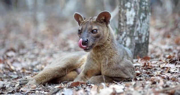 10 Amazing Animal Environmental Adaptations