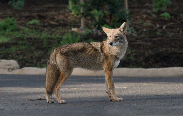 Coyote hiding behind a toilet