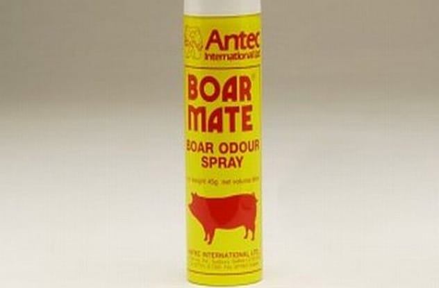 Cairn terrier dog that inspired pig perfume solution
