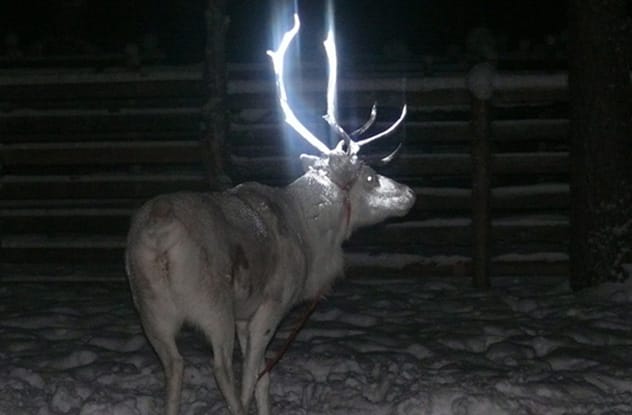 Reindeer with glowing antlers in the dark