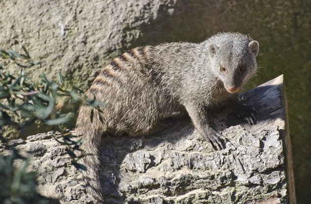 Group of banded mongooses