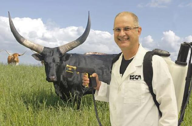 Cow in a field, target for human-scented cologne