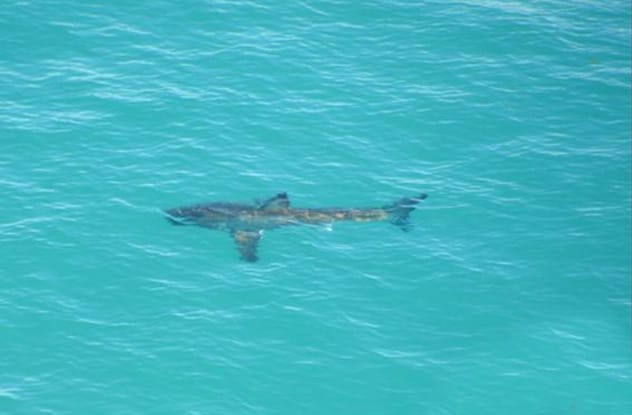 Shark swimming in the ocean, representing sharks on Twitter