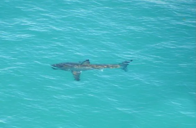 Shark swimming in the ocean, representing sharks on Twitter