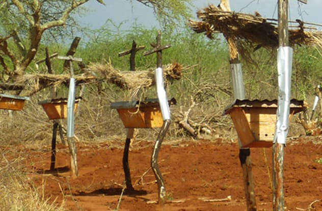 Beehive fence designed to deter elephants from crops