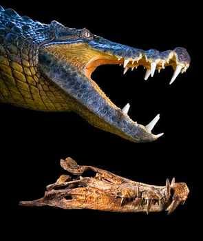 Kaprosuchus, the 'Boar Croc' with multiple saberteeth